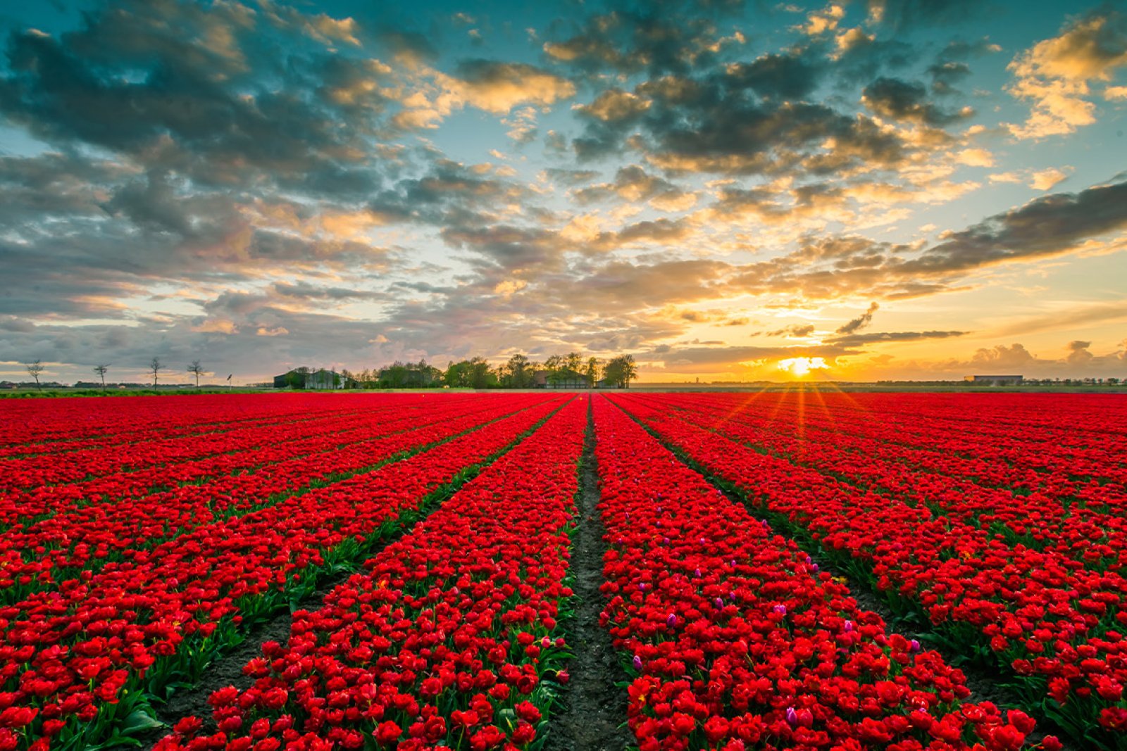 Red tulip field in Flevoland